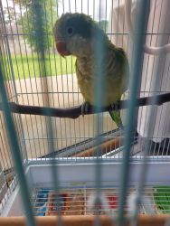 PARROT FOR SALE