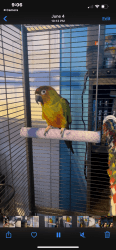 1 yr old Nanday Parrot for Sale with Cage and Toys