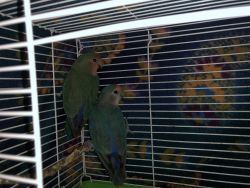 2 BABY PARROTS FOR SALE NOT SURE WHAT KIND THEY ARE!