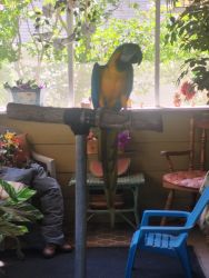 This Friendly Parrot Desperately Needs A Home
