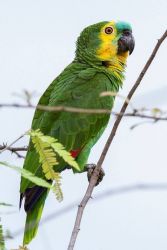 Awesome African Grey,Macaw,Amazon and Cockatoo Parrots for Sale