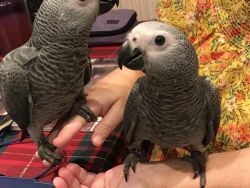 African Grey Baby parrot for sale