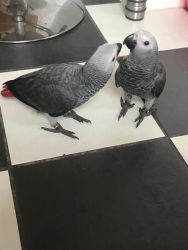 African Grey Baby parrot comes with cage
