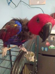 Parrot 4 sale