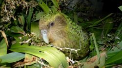 Kakapo The owl parrot