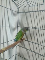 Canure parrot