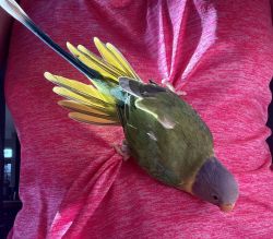 Plum headed parakeet