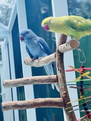 Ringneck Parrots