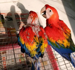 Scarlet macaw chicks for sale