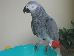 noisy fella parrot awaiting a new home