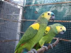 Lovely Male And Female Parrots And Parrot Eggs.