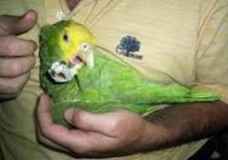 Buy Male And Female Parrots And Parrot Eggs.