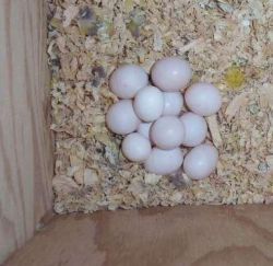 Fertile Tested Parrot Eggs