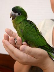 Buy Male And Female Parrots And Parrot Eggs