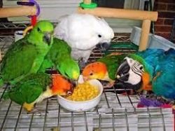 Fertile parrots eggs and parrots