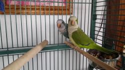 pair of quaker parrots