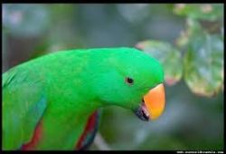 green parrot for sale lower cost