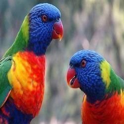 Male And Female Parrots And Fertile Parrot Eggs.