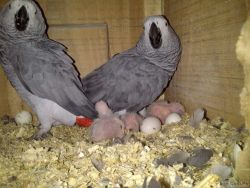 Male And Female Parrots And Fertile Parrot Eggs.