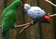 Parrots and Parrot Eggs
