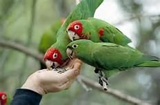Healthy parrots for sales