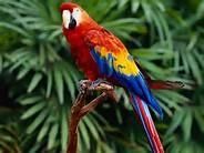 Healthy, trained and tamed parrots