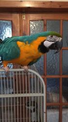 (xxx) xxx-xxx1macaw Parrots, African Grey Parrot,