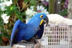 Blue Parrot For Sale