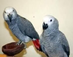 Africa Talking Parrots For Sale