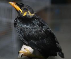 Males and Females Mynah birds