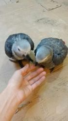 African Grey Parrots For Adoption