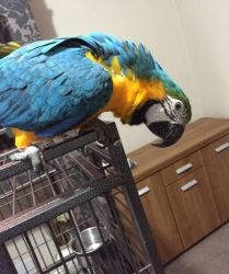 African Grey Parrots For Adoption