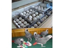 Grey parrots, macaws, cockatoo and fertile eggs