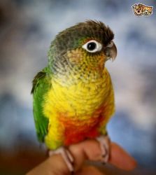maverlous parrot available