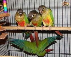 cute and maverlous parrot available now