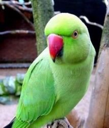 adorable parrot for lovely homes