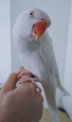 ALBINO INDIAN RINGNECK FOR SALE