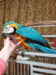 Hand Reared Baby Macaw Parrot