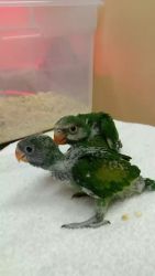 Baby parrots