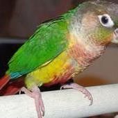 Conure Parrot With Nice Cage Tame