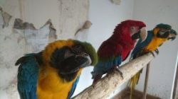 Lovely Parrots Chicks avialable at very good price