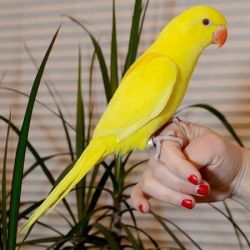 Beautiful Baby Handreared Sillytamed Yellow Parrot
