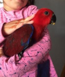 Stunning Baby Talking Parrot