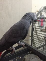 African Grey For Sale With Cage And Toys.