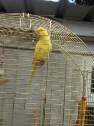 Ring Neck Parrot For Sale