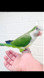 Baby Quaker ( Hand Reared) Talking Parrot