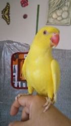 Beautiful Baby Handreared Sillytamed Yellow Parrot