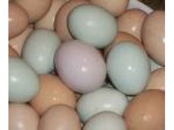 parrots and fertile parrot eggs for sale (xxx)xxx-xxxx