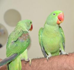 Indian parrots