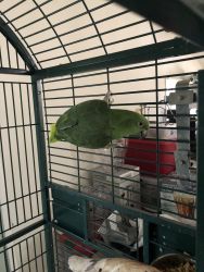 Green African parrot with cage